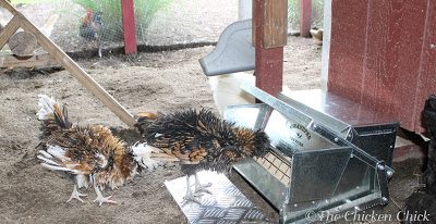 My chickens have been using Grandpa's feeders for three weeks now and every one of them, from the heaviest to the lightest bird is comfortable using it. 