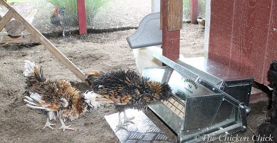 Not Your Grandpa's Chicken Feeder