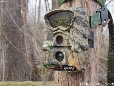 Night vision trail cameras provide insight into the types of predators around the chicken coop.