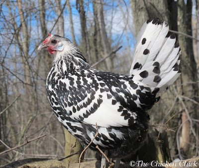 My recent experience with a dying chicken made me realize that I could have been better prepared to handle certain aspects of her fatal illness, which make an already difficult time, more stressful.