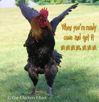 Flock Focus Friday, 7/19/13 | The Chicken Chick®