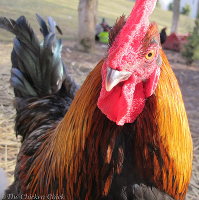 Roosters are good early warning alarms for predators in a chicken yard.