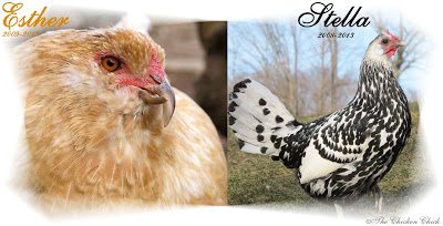 Esther had ovarian cancer, a very common condition in older laying hens, which required putting her down. Stella was also euthanized when it was discovered that she had a severe case of egg yolk peritonitis. Both conditions were confirmed by necropsies. 