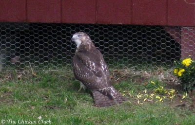 Chicken wire will not keep chickens safe from predators, this hawk reached right in through the wire and grabbed a chick.