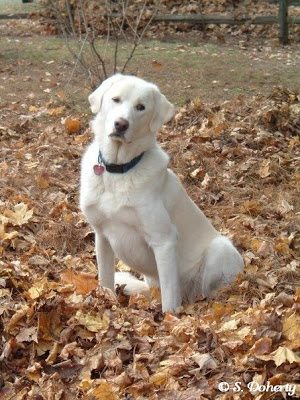 Livestock guardian animals such as this Akbash dog help keep chickens safe in their yard.