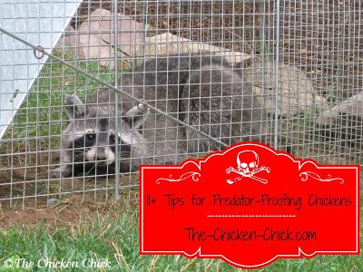 11 Tips For Predator Proofing Chickens The Chicken Chick