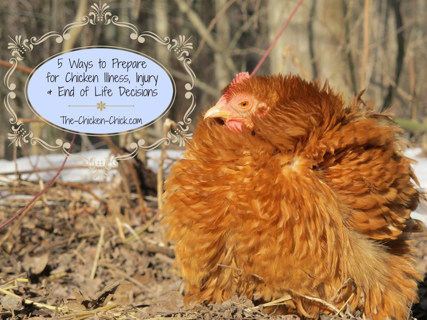 Most of us spend a great deal of time preparing for the arrival of our first chickens, but few of us give much thought to how we would handle serious injuries, illnesses and end-of-life decisions until they are upon us. My recent experience with a dying chicken made me realize that I could have been better prepared to handle certain aspects of her fatal illness, which make an already difficult time, more stressful. My hope is that by sharing my experience that you will be prepared to face the toughest part of chicken-keeping when the time comes.