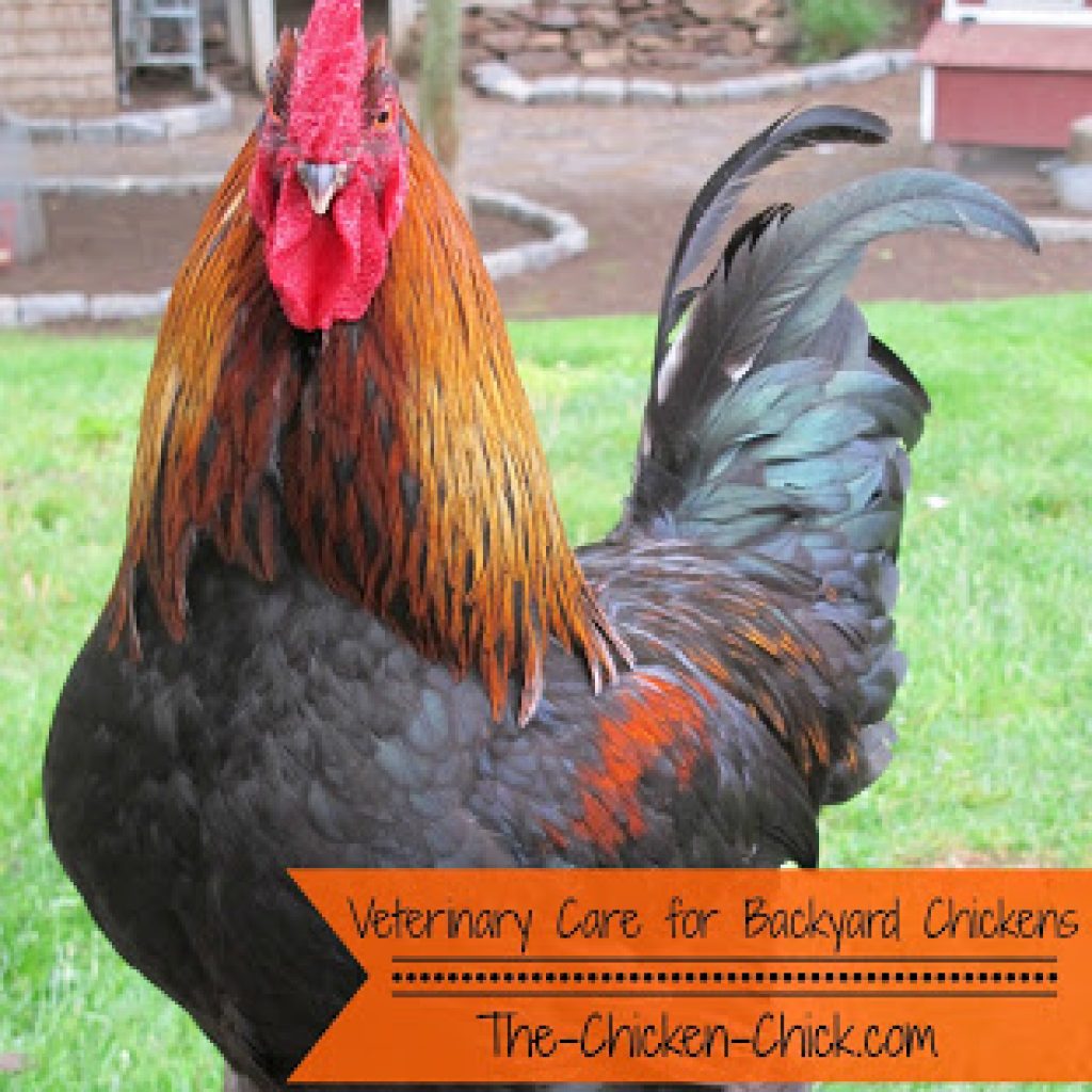 Vet Care For Backyard Chickens A Dialogue That Must Begin