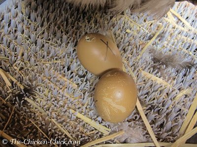 I use Kuhl nest pads and liners. They're easy to clean and protect eggs better than any litter material.