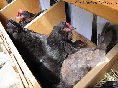 24+ Best Broody Chicken Breeds for Hatching Eggs