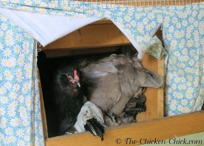 I knew that to avoid these problems I needed to add more temporary nest boxes than the one I already had on the floor of the coop.