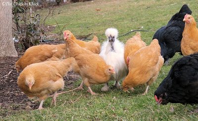 Freida tends to spend a lot longer with her chicks than most broodies. 