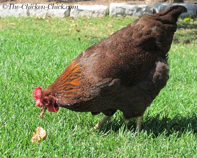 Molting occurs in response to decreased light as summer ends and winter approaches. During a molt, chickens lose their feathers and grow new ones. 