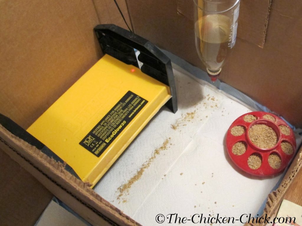  I always have a brooder set-up ready on hatch day in the event of rejection by the mother hen.