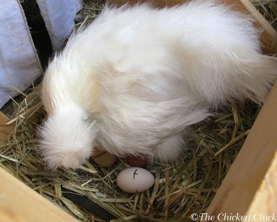 A CB's hatching eggs should be marked clearly with a permanent marker or pencil and re-marked if the marks wear off. Marking the eggs makes it clear at a glance which eggs in the nest are hatching eggs and which were recently laid by other hens. Eggs should be collected from the coop at least once a day to remove freshly laid eggs. Check underneath a CB daily for freshly laid eggs. If she is especially ornery, collect them after dark using a flashlight.