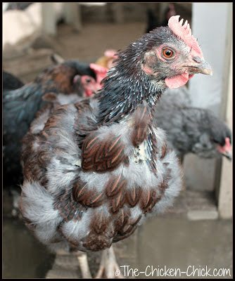 The excess use of meat scraps as a source of protein can result in an imbalance of phosphorous...” which increases a chicken’s susceptibility to parasitic infection.”3