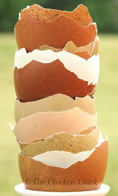 Eggshells are an economical source of dietary calcium, but I don’t ordinarily have enough eggshells to meet my hens’ nutritional demands, so I have always supplied them with oyster shells. 