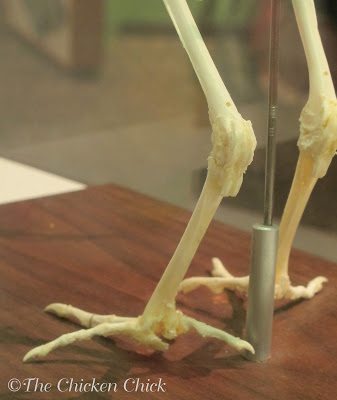 We can see a cortical leg bone in this photo. Medullary bones of a laying hens are inside cortical bones.