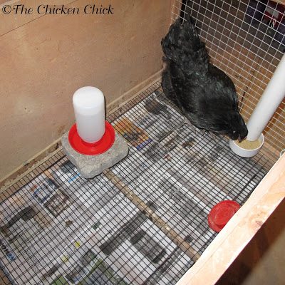 When a broody hen is not needed, the behavior should be discouraged by “breaking” her.