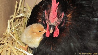 If the CB's nest is more than 12 inches off the ground, the broody should be moved to a lower, temporary nest inside the coop no later than day 18 (3 days before hatch) for the safety of the chicks.