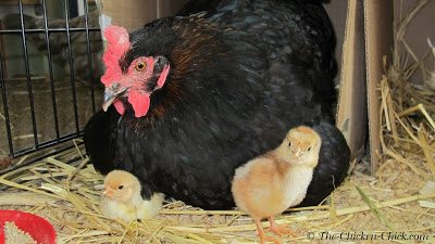 Chicks do not need grit to digest most commercial starter feeds. Starter feed is designed to be digested by saliva with no need for further grinding with grit in the gizzard. Any time chicks are given treats or fibrous foods or whole grain feed, they should be provided with grit, however. Don't rush the treats/extras/snacks with chicks. They need every bit of nutrition in their starter feed and treats interfere with a balanced diet.