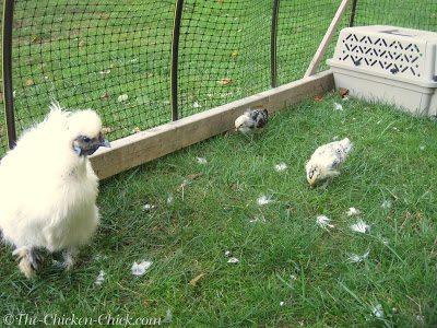 This was my first experience with a broody molt. I was pretty sure Freida was going into the pillow-making business until I realized the cause of the feather loss was the drastic shift in diet post-hatch.