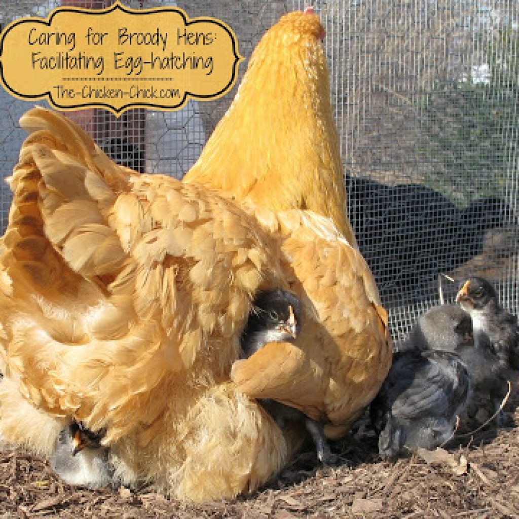 Hatching The Chicken Chick®