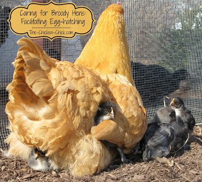 Caring for Broody Hens: Facilitating Egg-hatching