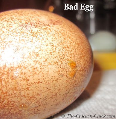 How to Tell If a Chicken Egg Is Rotten: A Simple Guide - My Favorite Chicken