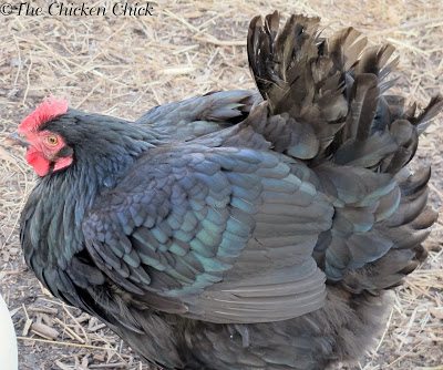 Not every hen will become broody in her lifetime, but those that do are fiercely protective of their nests. Some breeds are more inclined to brood than others; in particular, Silkies, Cochins and Australorps are perpetual contenders for the Broody Mother of the Year Award.