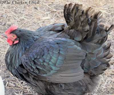 Signs to help you recognise a broody hen - COPELE