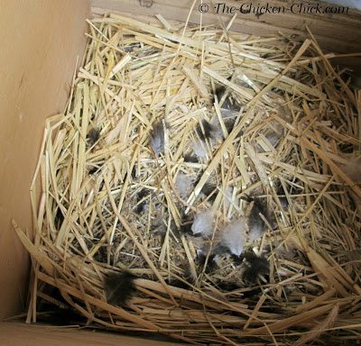 In general, a broody prefers a dark, private, comfortable location in which to set. Her chosen spot can range from a nest box inside the coop to a hidden location away from the coop. She plucks her own breast feathers to expose the warmth and moisture of her skin directly to the eggs (hence the expression "to feather one's nest").