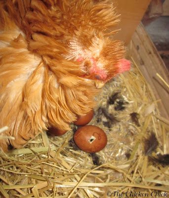 Caring for Broody Hens Facilitating Egg hatching The Chicken Chick