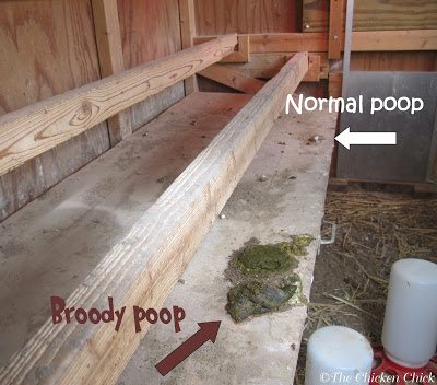 Nine out of ten times I miss a broody taking her daily break from the nest to eat/drink/poop, but I always watch for broody poop in the yard or coop to be sure she is eating. Some broodies must be physically removed from the nest in order to ensure they are getting the minimum daily intake of water and food. A broody who does not poop has not eaten, which is a hazard to her health. Keep the feed and water near the nest so she doesn't have far to travel to reach it. 