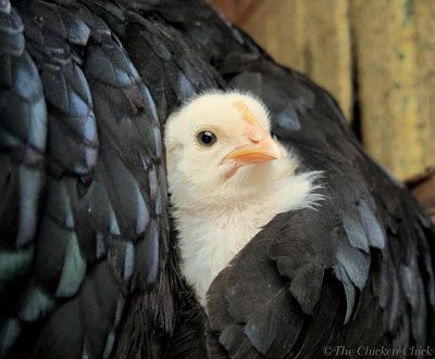 It is possible for a pullet to go broody before she ever lays her first egg.