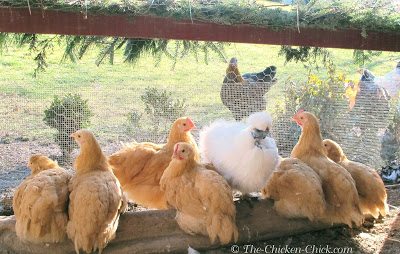 Broody Hen - Tips and what to expect - Azure Farm