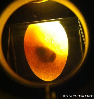 Candling is the term used for shining a light through an eggshell to determine whether an embryo is developing or not. The egg candler used in the photo below is a Brinsea Ovascope. Eggs without developing embryos or with embryos that have died should be removed from the hen's nest. Candling eggs should be done after dark if at all, so as to limit the stress to the broody.