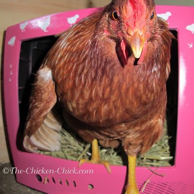 Vera (Red Sex Link pullet) is a big fan of CHICK TV.