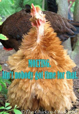 Flock Focus Friday, 8/30/13 | The Chicken Chick®