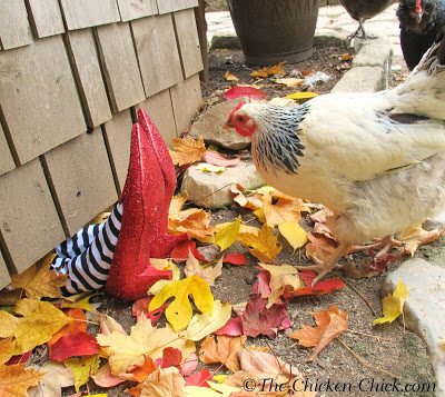 Flock Focus Friday, 10/18/13 | The Chicken Chick®