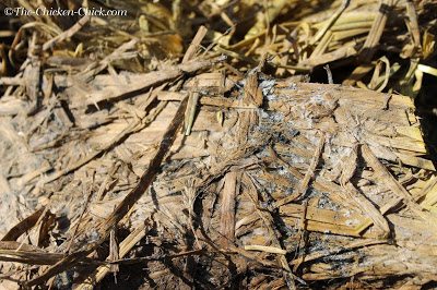 The growth of the mold and fungus on this straw is the result of anaerobic activity, an enemy of the deep litter system. Turning the litter regularly and maintaining the proper moisture content is necessary to avoid these dangers inside the chicken coop.