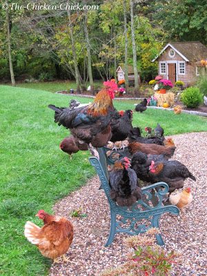 Follow us for #GardenGoals, #ChickenChronicles, and #FarmToFork