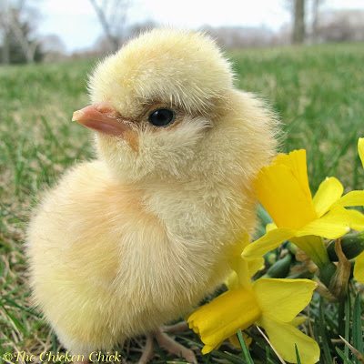 The Deep Litter Method of Waste Management in Chicken Coops