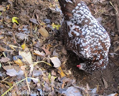 My chickens turn the compost pile regularly. The top, left portion of the photo shows droppings & leaves that were removed from the coop this week, the bottom, right portion of this photo shows seasoned litter and droppings after a few months.