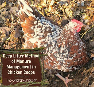 Deep litter is a method of chicken waste management that calls for droppings and bedding material to compost inside the chicken coop instead of being cleaned out and replaced regularly.