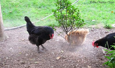 Mulch in landscaped beds doesn't stand a chance. Chickens will take dust baths in the location you least want them to.