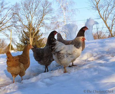 Chickens are a joy to keep for many reasons. If you can, just do it!