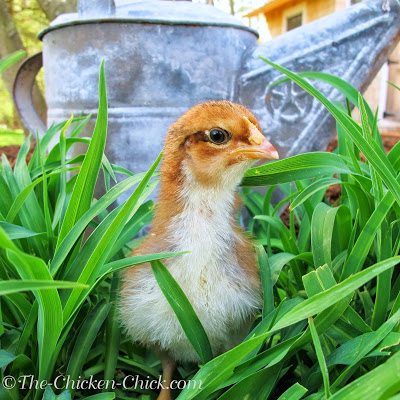 Even when purchasing female (aka: sexed) chicks, vent sexing is only 90% accurate. Have a plan for roosters that cannot be kept. 