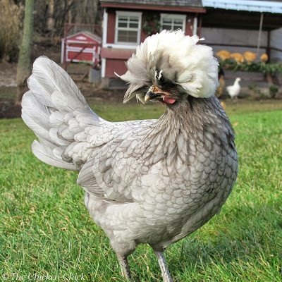 Buy chickens from a reputable breeder or hatchery, not an auction or swap if at all possible.