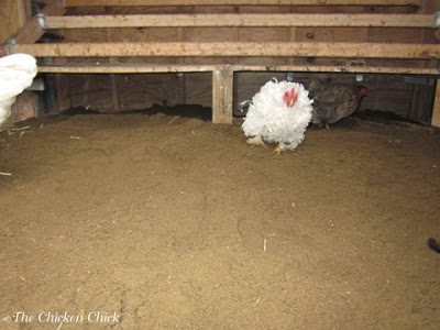 Put sand in the run to keep it from getting muddy. Using sand for litter inside the coop makes cleaning it much easier and creates a healthier environment for the chickens in all climates.